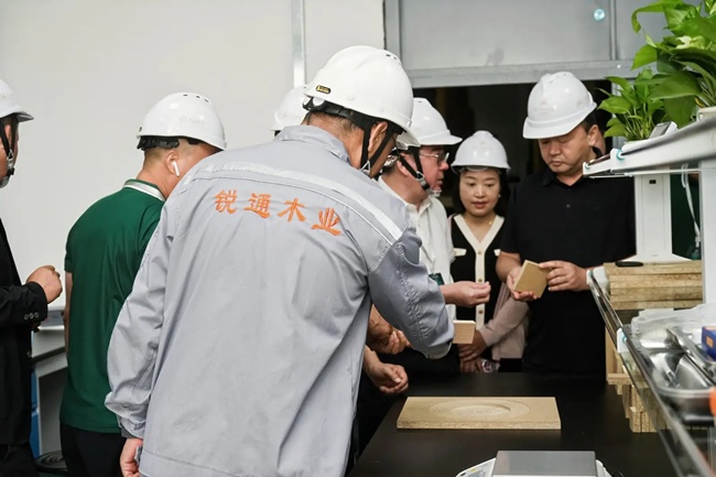 天山冰苇